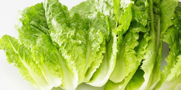 تصویر 5 از خرید و قیمت کاهو سالادی صادراتی + فروش صادراتی